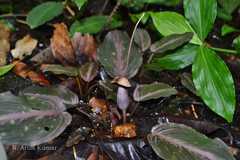 Lagenandra meeboldii